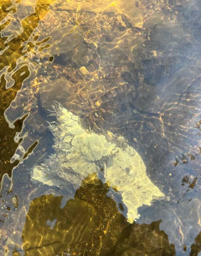 Photo qui représente du degat de deversement de diesel dans l'eau